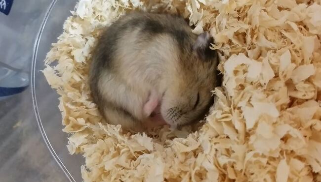 ハムスターの寝言 かわいい 丸まってねむる小さな天使に 癒される の声 ニコニコニュース ハムスターの寝言 かわいい 丸まってねむる小さな天使に 癒される の声 ニコニコニュース