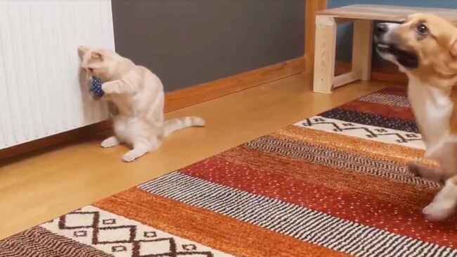 犬猫コント 犬の変な移動方法を見て戸惑いが隠せない猫の動画がコントのようだと話題に ニコニコニュース