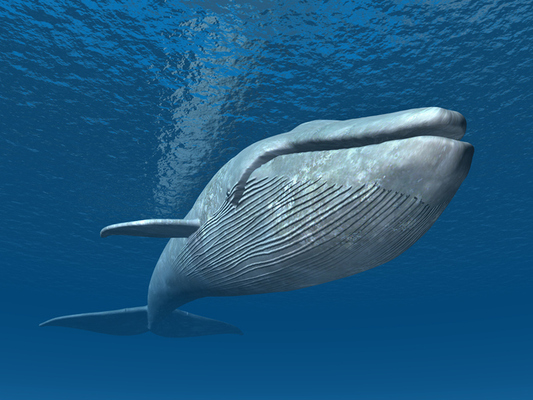 世界最大種のシロナガスクジラ お尻の穴はどれくらい大きいのだろう ニコニコニュース 世界最大種のシロナガスクジラ お尻の穴はどれくらい大きいのだろう ニコニコニュース