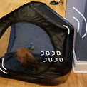 犬のハムスター化か プレイサークルを回し車代わりに転がす犬 ニコニコニュース 犬のハムスター化か プレイサークルを回し車代わりに転がす犬 ニコニコニュース