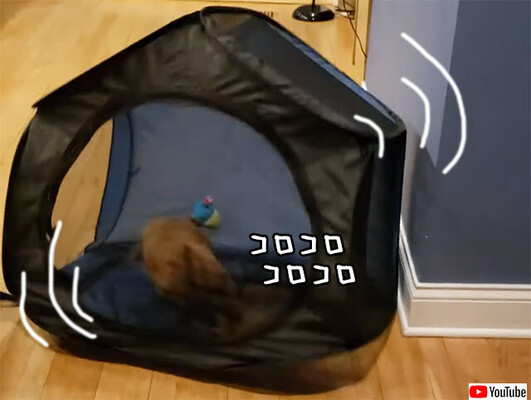 犬のハムスター化か プレイサークルを回し車代わりに転がす犬 ニコニコニュース 犬のハムスター化か プレイサークルを回し車代わりに転がす犬 ニコニコニュース