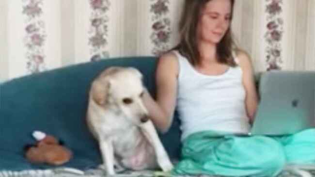 飼い主さんが撫でるのをやめると可愛すぎる行動を取る犬 ニコニコニュース 飼い主さんが撫でるのをやめると可愛すぎる行動を取る犬 ニコニコニュース
