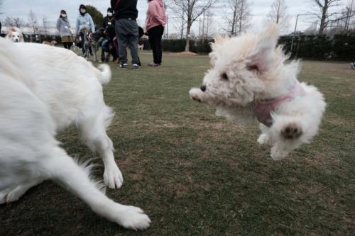 自分を大型犬だと思ってるトイプードルがネットで反響 圧倒的躍動感 ニコニコニュース