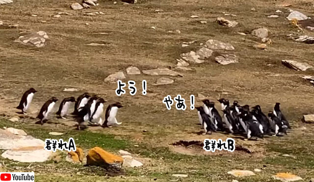 違うそっちじゃない 2つのペンギングループが集まった後に何かが起きる ニコニコニュース 違うそっちじゃない 2つのペンギングループが集まった後に何かが起きる ニコニコニュース