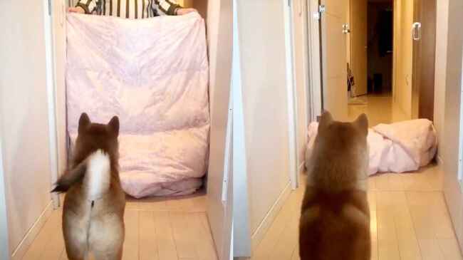 パパが突然消えた時の柴犬の行動が可愛すぎると話題に ニコニコニュース パパが突然消えた時の柴犬の行動が可愛すぎると話題に ニコニコニュース