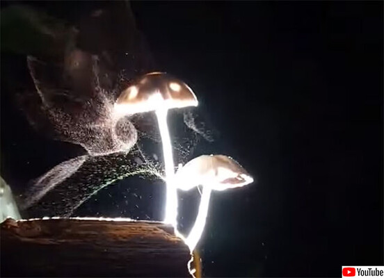 幻想的だけど怖くもある キノコが大量の胞子を飛ばす瞬間をとらえた映像 ニコニコニュース 幻想的だけど怖くもある キノコが大量の胞子を飛ばす瞬間をとらえた映像 ニコニコニュース
