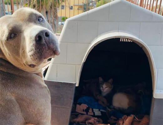 ボクの犬小屋使っていいよ 野良の母猫の出産を助け 友情を育んだ犬 メキシコ ニコニコニュース