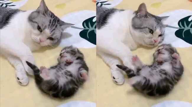 悪夢にうなされる子猫に対する母猫の愛に溢れる行動が話題に ニコニコニュース 悪夢にうなされる子猫に対する母猫の愛に溢れる行動が話題に ニコニコニュース