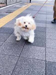 迫りくる祟り神 必死に駆け寄る犬の姿に飼い主爆笑 ニコニコニュース