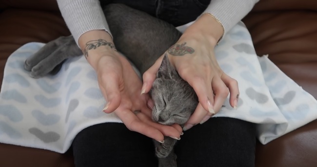 脳髄の奥から猫の気分を堪能 猫マッサージのasmr ニコニコニュース 脳髄の奥から猫の気分を堪能 猫マッサージのasmr ニコニコニュース