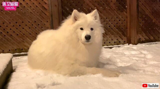 冬仕様のサモエド犬 家の中は暑すぎる 外にいたい と駄々をこねて飼い主さんを困らせる ニコニコニュース