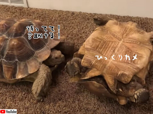 亀は仲間思い ひっくり返った亀を助ける3連発 ニコニコニュース 亀は仲間思い ひっくり返った亀を助ける3連発 ニコニコニュース