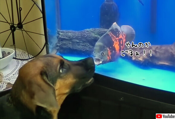 激おこぷんぷん魚 水槽越しで犬とガチンコ対決 ニコニコニュース
