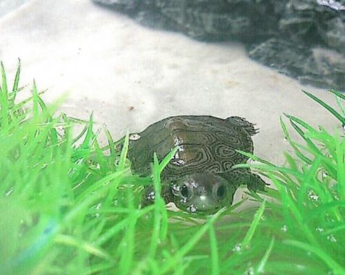 誰も知らない カメ投資 絶滅危惧種カメを繁殖させた男に話を聞いてみた ニコニコニュース 誰も知らない カメ投資 絶滅危惧種カメを繁殖させた男に話を聞いてみた ニコニコニュース
