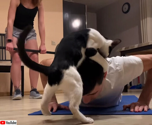 筋肉など無駄無駄無駄無駄ァッ 筋トレをすると必ず邪魔しに来る猫 ニコニコニュース 筋肉など無駄無駄無駄無駄ァッ 筋トレをすると必ず邪魔しに来る猫 ニコニコニュース