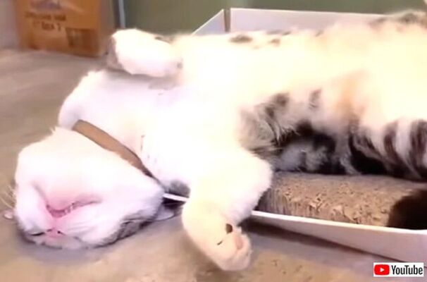 いつだって子猫の寝顔はプライスレス お疲れ気味の水曜日 可愛い寝相に癒されよう ニコニコニュース いつだって子猫の寝顔はプライスレス お疲れ気味の水曜日 可愛い寝相に癒されよう ニコニコニュース