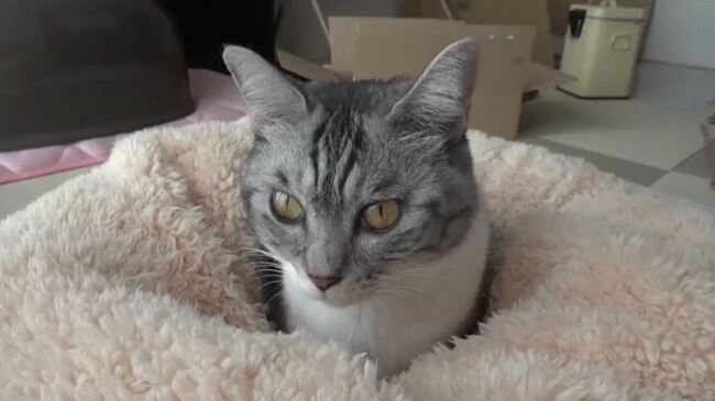 猫がベッドに沈んでいく ふめばふむほど埋もれていく猫ちゃんへ 沈んどるw かわいいなぁ の声 ニコニコニュース 猫がベッドに沈んでいく ふめばふむほど埋もれていく猫ちゃんへ 沈んどるw かわいいなぁ の声 ニコニコニュース