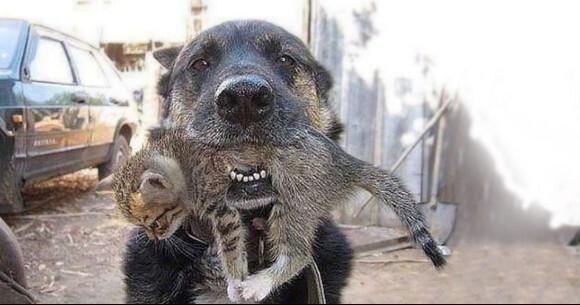 火事で燃える家の中に飛び込み子猫を救出した犬 ウクライナ ニコニコニュース
