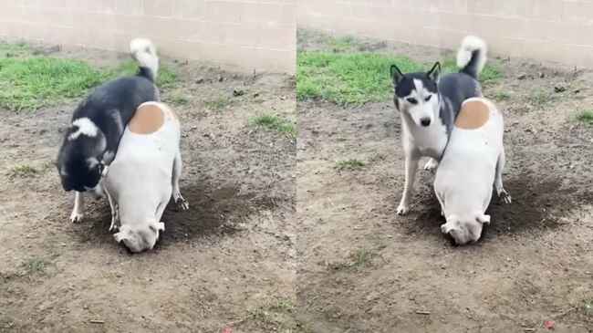 おい やばいって 友人の忠告に逆ギレしてまでイタズラする犬 飼い主さんに見られていることに気づいた時の反応がコントみ ニコニコニュース