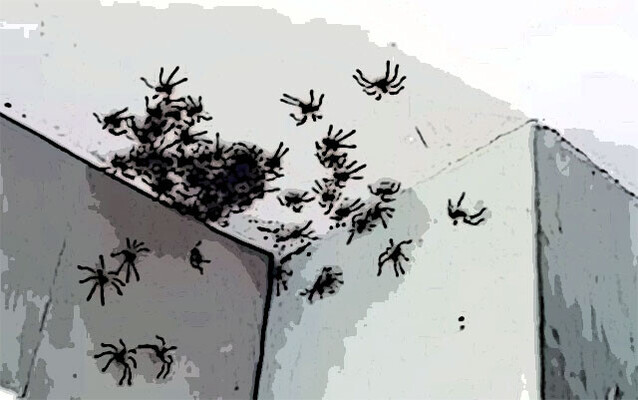 アシダカグモの大群が娘の部屋の天井に密集 蜘蛛出演中 動画あり ニコニコニュース