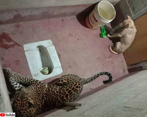 野生のヒョウに追いかけられた犬 トイレに逃げ込み長時間共に過ごすも無傷で生還 ニコニコニュース 野生のヒョウに追いかけられた犬 トイレに逃げ込み長時間共に過ごすも無傷で生還 ニコニコニュース
