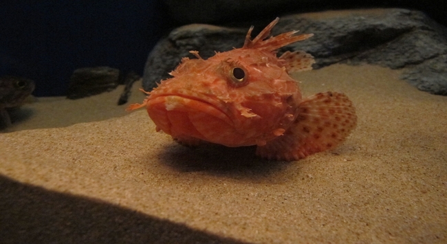 虎魚の読み方は おこぜ だけど その由来は そもそもなぜオコゼというの ニコニコニュース 虎魚の読み方は おこぜ だけど その由来は そもそもなぜオコゼというの ニコニコニュース
