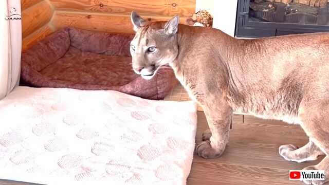 どこにいるの 不思議だよ 家ピューマと庭チーターにスマホで猫の鳴き声を聞かせてみた ニコニコニュース どこにいるの 不思議だよ 家ピューマと庭チーターにスマホで猫の鳴き声を聞かせてみた ニコニコニュース
