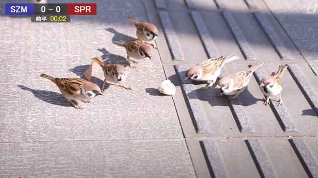 日本 公園のスズメがサッカーをしていたので 実況をつけてみた動画が面白いと話題に ニコニコニュース