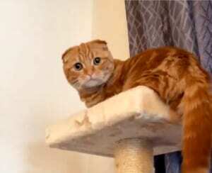 キャットタワーの頂上から助けを求めるマンチカンがかわいい ニコニコニュース キャットタワーの頂上から助けを求めるマンチカンがかわいい ニコニコニュース