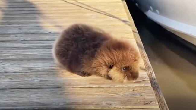 天使のように可愛い 一人で歩けないラッコの赤ちゃんがママのところに行くために取った方法が可愛すぎる ニコニコニュース 天使のように可愛い 一人で歩けないラッコの赤ちゃんがママのところに行くために取った方法が可愛すぎる ニコニコニュース