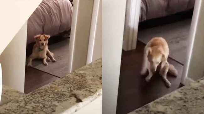 足が不自由なのに 大好きな飼い主さんを全身全霊でお出迎えする犬の健気さに涙 ニコニコニュース 足が不自由なのに 大好きな飼い主さんを全身全霊でお出迎えする犬の健気さに涙 ニコニコニュース