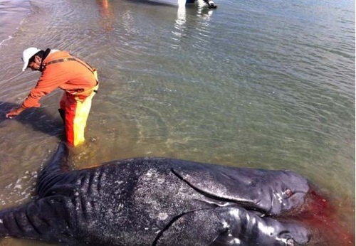 シャム双生児の未確認生物がメキシコ海岸に漂着 このような生き物は前例がない ニコニコニュース