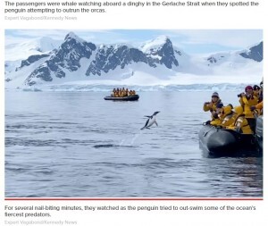 シャチから逃げるペンギンが観光客のボートに自ら避難 南極 動画あり ニコニコニュース シャチから逃げるペンギンが観光客のボートに自ら避難 南極 動画あり ニコニコニュース