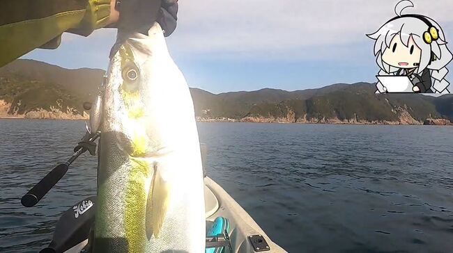 カヤックフィッシングで 根魚 狙ってきた ニコニコニュース