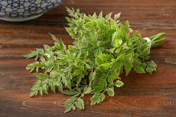 根っこが美味しい ケンミンshow で宮城名物 せり鍋 が話題に ニコニコニュース