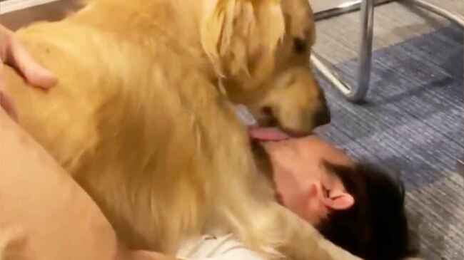 腹筋をしたい飼い主さんと 絶対舐めたいゴールデンレトリバーの動画が癒されると話題に ニコニコニュース