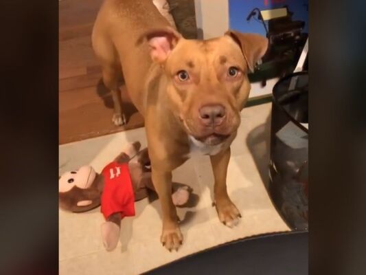 毎晩8時になると飼い主を呼びに来る犬 その理由に だから犬が好き ニコニコニュース 毎晩8時になると飼い主を呼びに来る犬 その理由に だから犬が好き ニコニコニュース