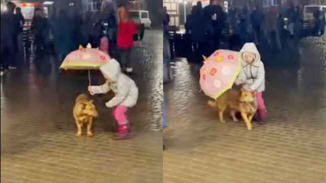 雨に濡れる犬を見た少女の純粋な行動が話題に ニコニコニュース