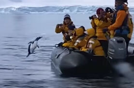 たすけて シャチに追われ命の危機に瀕したペンギン 観光客のボートに逃げ込む ニコニコニュース