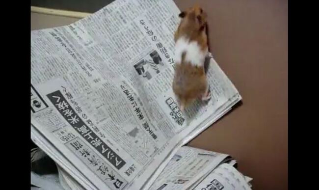 ハムスターの脱走対策に 新聞紙 を設置 ツルツルと滑るハムスターに わろたw 可愛い の声 ニコニコニュース ハムスターの脱走対策に 新聞紙 を設置 ツルツルと滑るハムスターに わろたw 可愛い の声 ニコニコニュース
