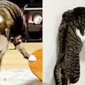自分の尻尾を見失って焦る猫が可愛すぎると話題に ニコニコニュース 自分の尻尾を見失って焦る猫が可愛すぎると話題に ニコニコニュース