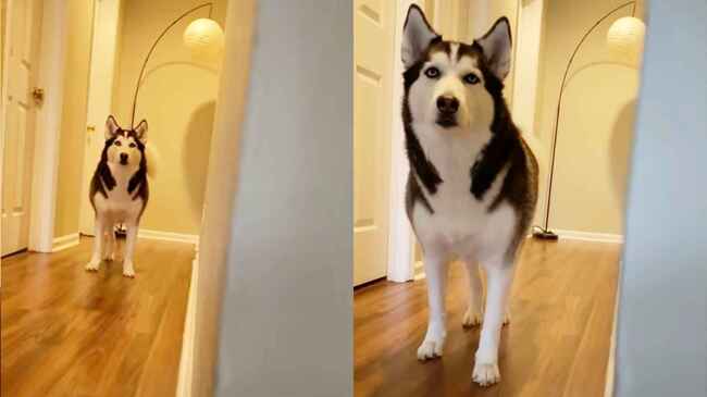 だるまさん転んだ が上手な犬が賢すぎると話題に ニコニコニュース だるまさん転んだ が上手な犬が賢すぎると話題に ニコニコニュース