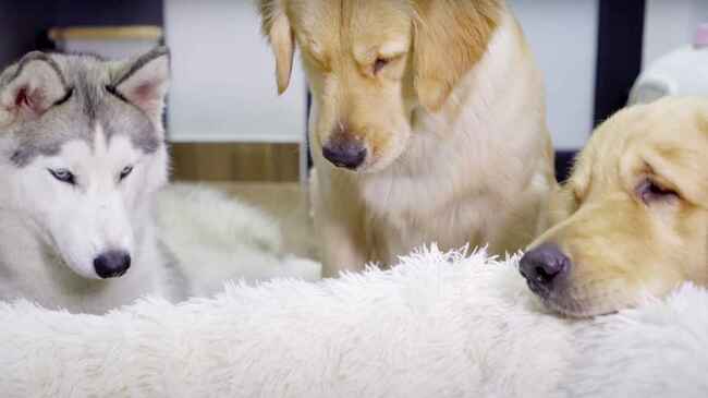 初めて赤ちゃん猫に会ったハスキー犬とゴールデンレトリバーたちの反応に癒される ニコニコニュース