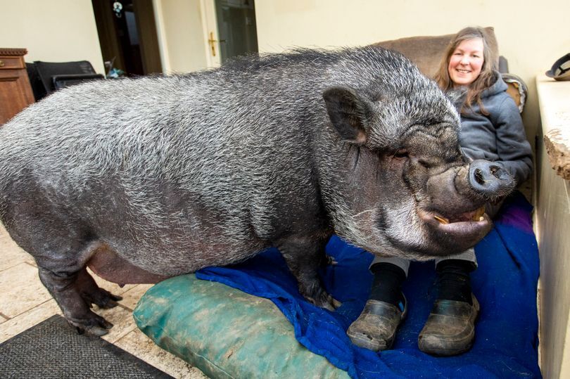 ミニブタだと言われて飼った豚が100キロを超えた件 イギリス ニコニコニュース ミニブタだと言われて飼った豚が100キロを超えた件 イギリス ニコニコニュース