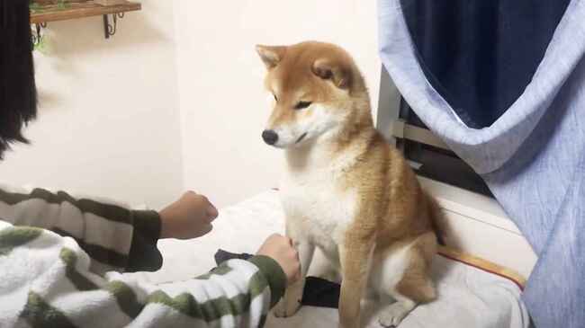 飼い主さんのマジックに驚いた柴犬の純粋な行動が可愛すぎると話題に 私の下手な手品でも凄く驚いてくれる純粋な我が子 ニコニコニュース