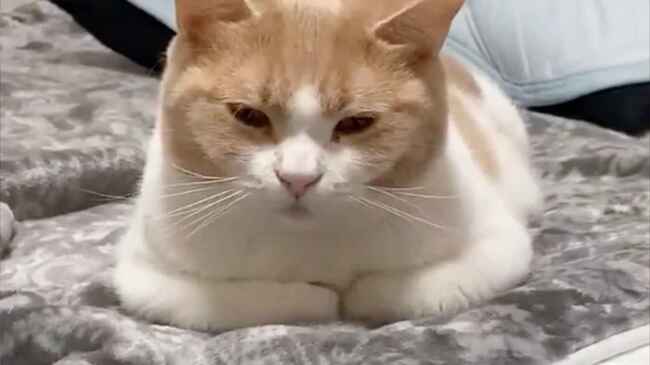 箱座り かと思いきや 上から見たらとんでもない態勢でくつろいでいた猫が話題に ニコニコニュース