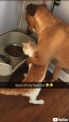 猫 つまみ食いしちゃお 犬 それ ぼくのやで 猫ちゃんを優しく抱き寄せ さとすワンコが面白い ニコニコニュース 猫 つまみ食いしちゃお 犬 それ ぼくのやで 猫ちゃんを優しく抱き寄せ さとすワンコが面白い ニコニコニュース