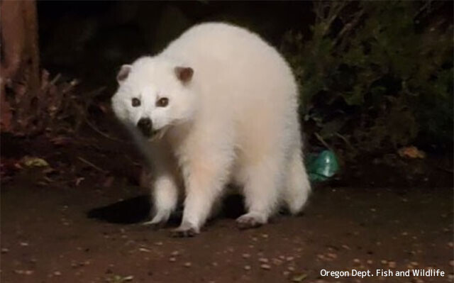 まっしろしろすけ 白いアライグマ 白変種 が発見される ニコニコニュース まっしろしろすけ 白いアライグマ 白変種 が発見される ニコニコニュース