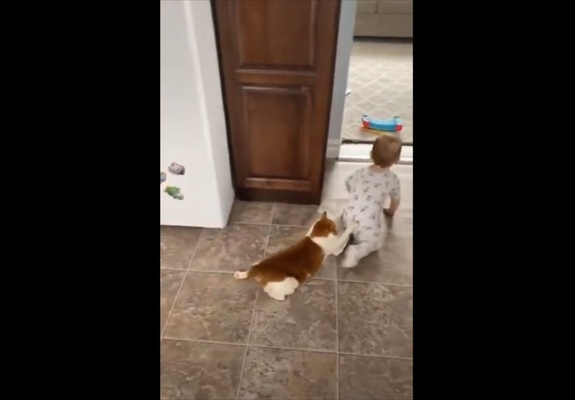 可愛さのコラボ 赤ちゃんにしがみついて引きずられるニャンコが可愛らしい ニコニコニュース