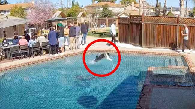 忍者のように水上を走る犬が凄すぎると話題に その場にいた全員が驚き ニコニコニュース 忍者のように水上を走る犬が凄すぎると話題に その場にいた全員が驚き ニコニコニュース